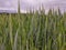 Stalk head of young bread wheat growing in a field