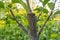 stalk overgrown with cambium, grafted on a branch of an apple tree last spring. Grafted fruit trees