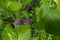 stalk overgrown with cambium, grafted on a branch of an apple tree last spring. Grafted fruit trees