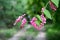 Stalk of pink coral vine, with a bumblebee sipping nectar from a flower