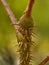 Stalk of a prickly bush