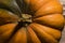 Stalk of pumpkin