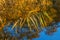 Stalk of reed with water reflections in fall