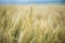 Stalk of wheat in the field during the summer haze