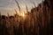 Stalk of wheat grass close-up photo silhouette at sunset and sunrise