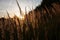 Stalk of wheat grass close-up photo silhouette at sunset and sunrise