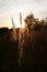 Stalk of wheat grass close-up photo silhouette at sunset and sunrise