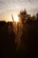 Stalk of wheat grass close-up photo silhouette at sunset and sunrise