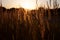 Stalk of wheat grass close-up photo silhouette at sunset and sunrise