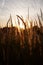 Stalk of wheat grass close-up photo silhouette at sunset and sunrise