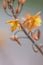 Stalked bulbine, Bulbine frutescens, close-up orange-yellow flower