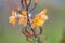 Stalked bulbine, Bulbine frutescens, close-up orange-yellow flowers and buds