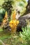 Stalked Bulbine, Orange Bulbine Bulbine frutescens, Bulbine caulescens, Anthericum frutescens, inflorescence, California