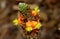 Stalked bulbine, Snake flower, Burn jelly plant, Bulbine frutescens