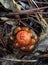 Stalked Puffball-in-Aspic