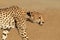 Stalking Cheetah