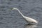 Stalking Egret