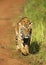 Stalking tigress, Telia sisters, Tadoba, Maharashtra, India