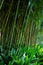 Stalks bamboo