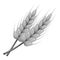 Stalks of barley icon, gray monochrome style