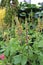 Stalks of Cherries Jubilee, False Indigo Baptisia Filled with Flower Buds