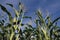 Stalks of corn from below