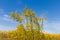 Stalks of flowering Canadian goldenrod against sky and plant colony