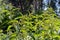 Stalks of flowering nettle. Medicinal herbs in the wild