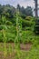 Stalks of freshly grown corn