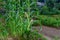 Stalks of freshly grown corn