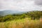 Stalks of grass with foggy mountains in background