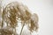 Stalks of grass fronds in snow