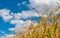 Stalks of maize close-up against blue cloudy sky