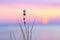 Stalks of small grass close-up in the background of sunset over a calm sea, sun setting over the horizon