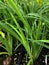 Stalks of stella de oro daylily in pots