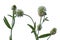 Stalks of Trifolium pannonicum or mountain clover with white flowers close-up isolated on a white background. Beautiful juicy