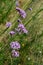 Stalks of verbena, topped with tiny purple flowers