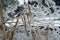 Stalks of winter dry sedge against the icy winter landscape