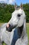 A stallion of the Arabian breed chews grass in a field in summer.