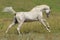 Stallion arabian white horse running wild