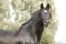 Stallion of black welsh cob