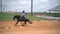 Stallion brown horse run at ranch. Slow motion shot of horse rider outback at farmhouse. Western cowboy concept at