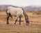 Stallion grazing in a prairie dog town