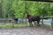 Stallion horse in a blanket clothes for heating on a walk in the paddock