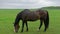 Stallion horse pasturing on fenced meadow