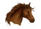 Stallion horse sketch of brown arabian racehorse