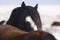 Stallion mustang watching from Behind another horse