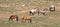 Stallion Mustangs fighting in the middle of their herd in the Pryor Mountains Wild Horse Range in Montana USA