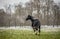 Stallion of the Silesian breed