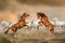 Stallions fighting in desert